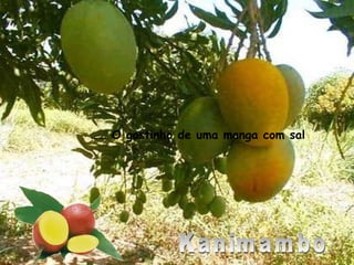 Kanimambo ……  O gostinho de uma manga com sal 