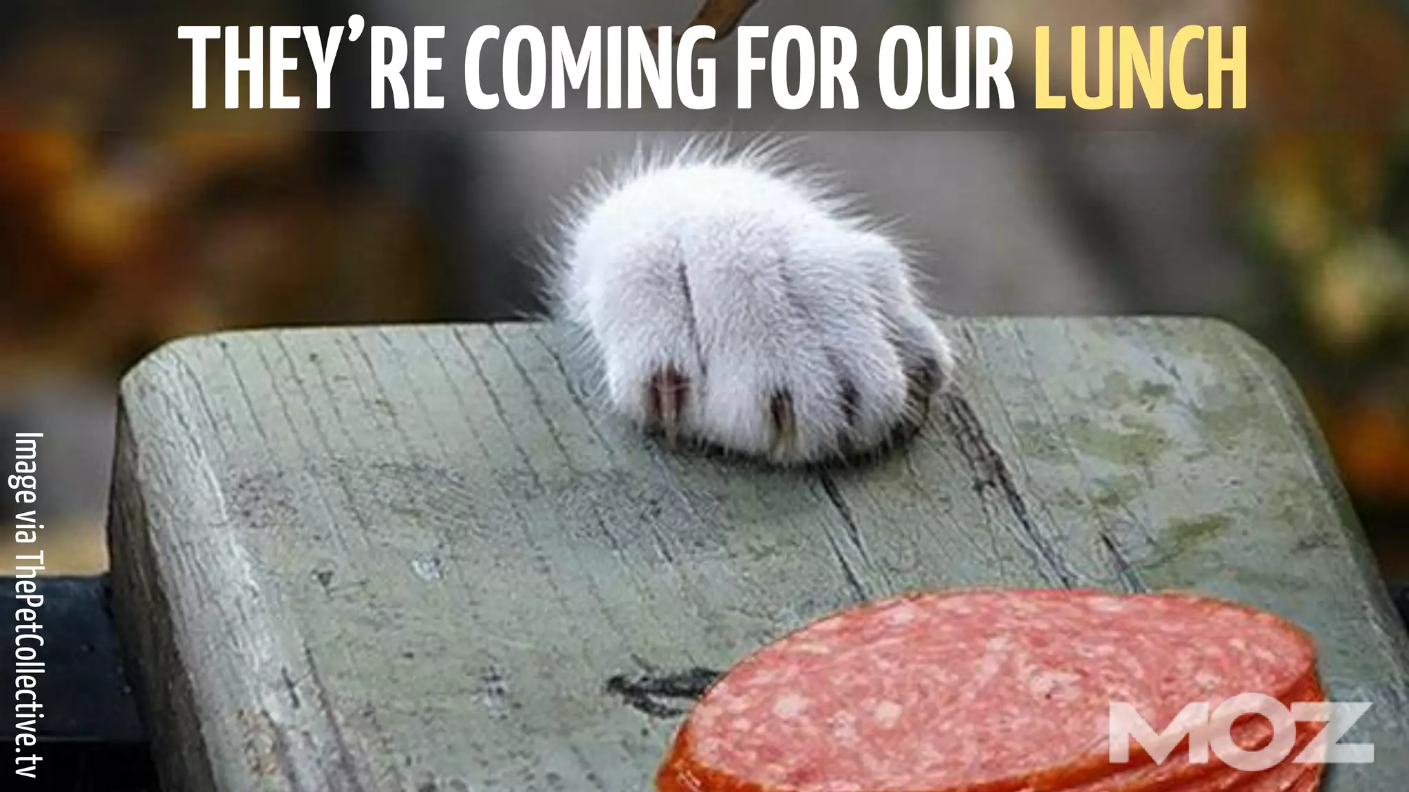 THEY’RECOMINGFOROURLUNCH
ImageviaThePetCollective.tv
 