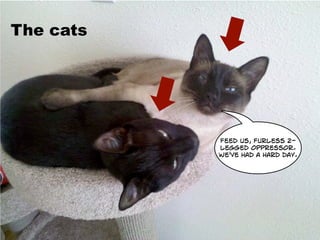 The cats
feed us, furless 2-
legged oppressor.
we've had a hard day.
 