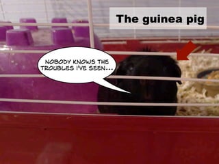 The guinea pig
nobody knows the
troubles i've seen...
 