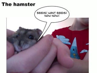 The hamster
seeds! want seeds!
now now!
 