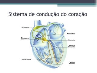 Sistema de condução do coração
 