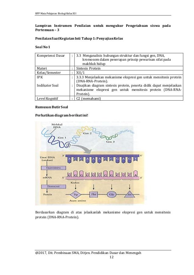 Bagaimana Hubungan Sintesis Protein Dalam Pembentukan
