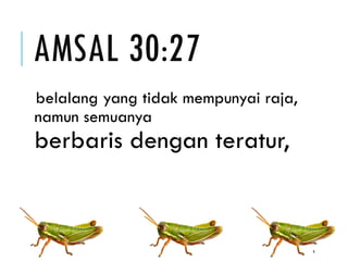 AMSAL 30:27
belalang yang tidak mempunyai raja,
namun semuanya
berbaris dengan teratur,
4
 