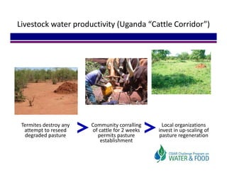 Livestock water productivity (Uganda “Cattle Corridor”)




 Termites destroy any    Community corralling       Local organizations 
  attempt to reseed      of cattle for 2 weeks    invest in up‐scaling of 
  degraded pasture         permits pasture        pasture regeneration 
                            establishment
 