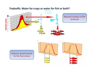 Tradeoffs: Water for crops or water for fish or both?
                                                 SURFACE
                                                 FLOODED

              16
                                                             Reduced numbers of fish 
              14
       EVEL




              12                                                   produced
              10
WATER LE




               8

               6

               4

               2

                   0




                       Reduced  growth period 
                         for fish that remain



                                                                                 20
 