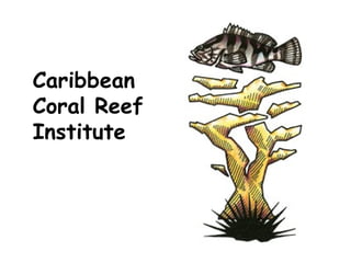 Caribbean Coral Reef Institute 