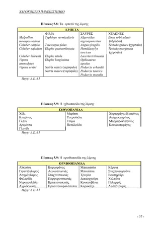 ΧΑΡΟΚΟΠΕΙΟ ΠΑΝΕΠΙΣΤΗΜΙΟ


                   Πίνακας 5.8: Τα ερπετά της λίμνης
                                 ΕΡΠΕΤΑ
                 ΦΙΔΙΑ                    ΣΑΥΡΕΣ               ΧΕΛΩΝΕΣ
Malpollon        Typhlops vermicularis    Algyroides           Emys orbicularis
monspessulanus                            nigronpuncatus       (υδρόβια)
Coluber caspius Telescopus falax          Anguis fragilis      Testudo graeca (χερσαία)
Coluber najadum Elaphe quatuorlineata     Hemidactylys         Testudo marginata
                                          turcicus             (χερσαία)
Coluber laurenti Elaphe situla            Lacerta trilineara
Vipera           Elaphe longissima        Ophisaurus
ammodytes                                 apodus
Vipera ursini    Natrix natrix (νερόφιδο) Podarcis erhardii
                 Natrix maura (νερόφιδο) Podarcis taurica
                                          Podarcis muralis
 Πηγή: Δ.Ε.Λ.Ι.




                   Πίνακας 5.9: Η ιχθυοπανίδα της λίμνης
                               ΙΧΘΥΟΠΑΝΙΔΑ
Χέλι                               Μαρίτσι                     Χορτοφάγος Κυπρίνος
Κυπρίνος                           Τσερούκλα                   Ασημοκυπρίνος
Γλήνι                              Τσίμα                       Μαρμαροκυπρίνος
Δρομίτσα                           Πεταλούδα                   Κουνουποφάγος
Γλανίδι
 Πηγή: Δ.Ε.Λ.Ι.




                   Πίνακας 5.9: Η ορνιθοπανίδα της λίμνης
                              ΟΡΝΙΘΟΠΑΝΙΔΑ
Αλκυόνα                Κορμοράνος         Μπεκατσίνι           Κάργια
Γιγαντόγλαρος          Λευκοτσικνιάς      Μπεκάτσα             Σταχτοκουρούνα
Ασημόγλαρος            Σταχτοτσικνιάς     Τρυγόνι              Βουτηχτάρι
Φαλαρίδα               Πορφυροτσικνιάς    Δεκαοχτούρα          Χαλκότα
Νεροπουλάδα            Κρυπτοτσικνιάς     Κουκουβάγια          Πελαργός
Αγριόκυκνος            Πρασινοκεφαλόπαπια Καρακάξα             Λασπότρυγας
  Πηγή: Δ.Ε.Λ.Ι.




                                                                                   - 37 -
 