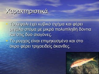 ΧαρακτηριστικάΧαρακτηριστικά
• Το κεφάλι έχει κυβικό σχήμα και φέρειΤο κεφάλι έχει κυβικό σχήμα και φέρει
μεγάλο στόμα με μικρά πολυπληθή δόντιαμεγάλο στόμα με μικρά πολυπληθή δόντια
και στις δύο σιαγόνες.και στις δύο σιαγόνες.
• Το ρύγχος είναι επιμηκυσμένο και στοΤο ρύγχος είναι επιμηκυσμένο και στο
άκρο φέρει τριχοειδείς άκανθες.άκρο φέρει τριχοειδείς άκανθες.
 
