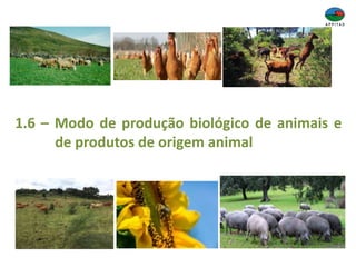 1.6 – Modo de produção biológico de animais e
de produtos de origem animal
 