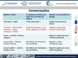 Consociações
Batata x linho 12 plantas de linho por
cada 10 m de fila de
batata
Repelo o escravelho da
batata
Beringela + feijão ( Filas alternadas ) Repele escaravelho-da-
batata
Cenoura + alho-francês
Cenoura + cebola
Cenoura + ervilha
2 filas de cenouras e 2 de
alhos, cebolas, ou ervilhas
Repelem a mosca-da-
cenoura (Psila rosae)
Couve + tomilho (Thymus
vulgaris)
Repele a mosca-da-couve
(Phorbia brassicae)
Couve-nabo + hissopo,
hortelã- pimenta
Aromáticas em bordadura
dos camalhões
Repelem a altica
(Phyllotreta spp.)
Couve-repolho + alecrim,
hissopo, salva
Aromáticas em bordaduras
dos camalhões
Repelem lagarta da couve
(Pieris brassicae)
 