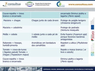 Couve-repolho + trevo
branco e encarnado
encarnado Diminui piolho e
lagarta (Pieris rapae)
Macieira + chagas Chagas junto de cada árvore Protege do pulgão lanígero
(Eriosoma lanigerum)
Macieira + cebolinho Protege do pedrado
(Venturia ineaqualis
Melão + cebola 1 cebola junto a cada pé de
melão
Evita fusario (Fusarium spp)
porque favorece bactérias
antagonistas
Rabanete + hissopo,
hortelã-pimenta
Aromáticas em bordadura
dos camalhões
Repelem a altica (Phyllotreta
spp)
Tomate + cravo-de-tunes
(Tagetes patula) Tomate +
chagas (Tropaeolum majus)
Repele a mosca branca ( ar
livre e estufa)
Couve-repolho + trevo
branco e encarnado
Diminui piolho e lagarta
(Pieris rapae)
 