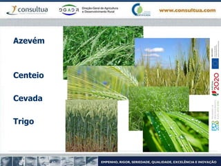 Azevém
Centeio
Cevada
Trigo
 