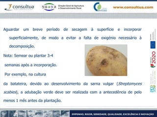 Aguardar um breve período de secagem à superfície e incorporar
superficialmente, de modo a evitar a falta de oxigénio necessário à
decomposição.
Nota: Semear ou plantar 3-4
semanas após a incorporação.
Por exemplo, na cultura
da batateira, devido ao desenvolvimento da sarna vulgar (Streptomyces
scabies), a adubação verde deve ser realizada com a antecedência de pelo
menos 1 mês antes da plantação.
 