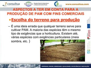 ASPECTOS A TER EM CONTA PARA A
PRODUÇÃO DE PAM COM FINS COMERCIAIS
Escolha do terreno para produção
– É uma ideia errada que qualquer terreno serve para
cultivar PAM. A maioria das espécies têm o mesmo
tipo de exigências que a horticultura. Existem até,
várias espécies com exigências particulares (meia
sombra, etc. )
 