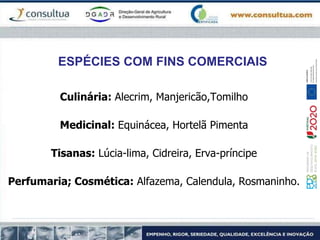 ESPÉCIES COM FINS COMERCIAIS
Culinária: Alecrim, Manjericão,Tomilho
Medicinal: Equinácea, Hortelã Pimenta
Tisanas: Lúcia-lima, Cidreira, Erva-príncipe
Perfumaria; Cosmética: Alfazema, Calendula, Rosmaninho.
 