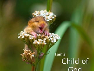 I am a
Child of
 