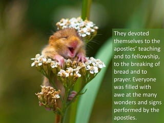 They devoted
themselves to the
apostles’ teaching
and to fellowship,
to the breaking of
bread and to
prayer. Everyone
was filled with
awe at the many
wonders and signs
performed by the
apostles.
 