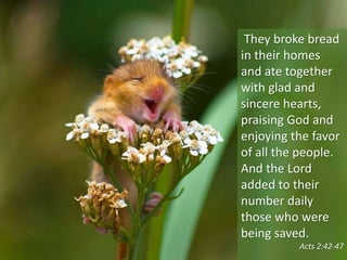 They broke bread
in their homes
and ate together
with glad and
sincere hearts,
praising God and
enjoying the favor
of all the people.
And the Lord
added to their
number daily
those who were
being saved.
Acts 2:42-47
 