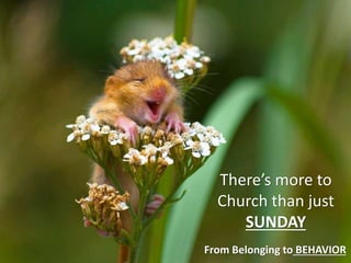 There’s more to
Church than just
SUNDAY
From Belonging to BEHAVIOR
 