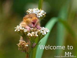Welcome to
Mt.United Methodist Church
 