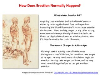  These messages relax the smooth muscles in the blood vessel walls of the corpus cavernosum, causing them to open wider.