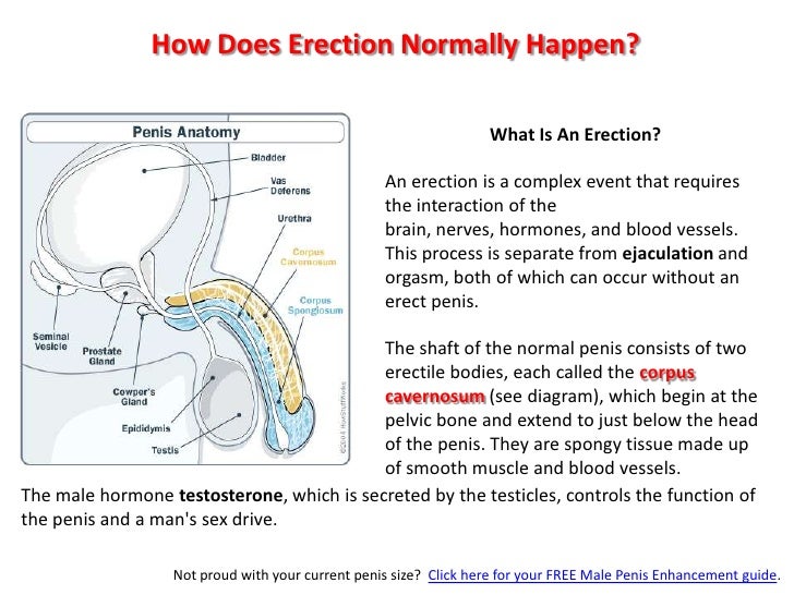 How Does Erection Normally Happen?