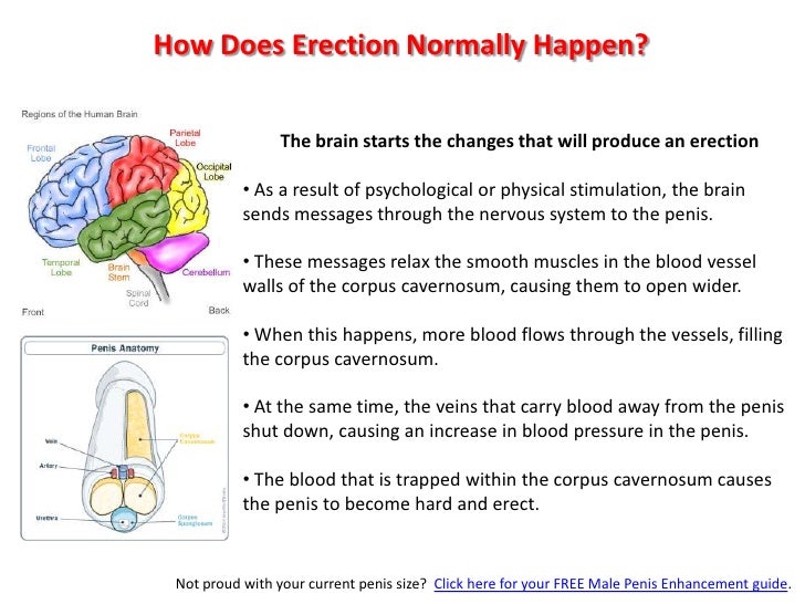 What Happens If An Erection Is Left In Place? – EFBUXL