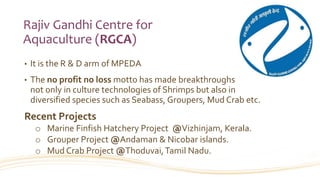 Rajiv Gandhi Centre for
Aquaculture (RGCA)
• It is the R & D arm of MPEDA
• The no profit no loss motto has made breakthroughs
not only in culture technologies of Shrimps but also in
diversified species such as Seabass, Groupers, Mud Crab etc.
Recent Projects
o Marine Finfish Hatchery Project @Vizhinjam, Kerala.
o Grouper Project @Andaman & Nicobar islands.
o Mud Crab Project @Thoduvai,Tamil Nadu.
 