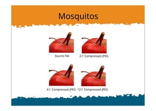 Mosquitos
Source File 2:1 Compressed JPEG
4:1 Compressed JPEG 12:1 Compressed JPEG
 