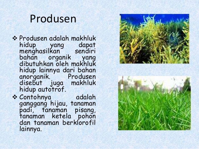 Gambar Aliran Energi Ekosistem Mahkota Sains Rantai Makanan Gambar