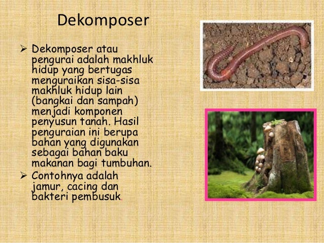 Media pembelajaran ekosistem