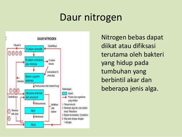 Media pembelajaran ekosistem