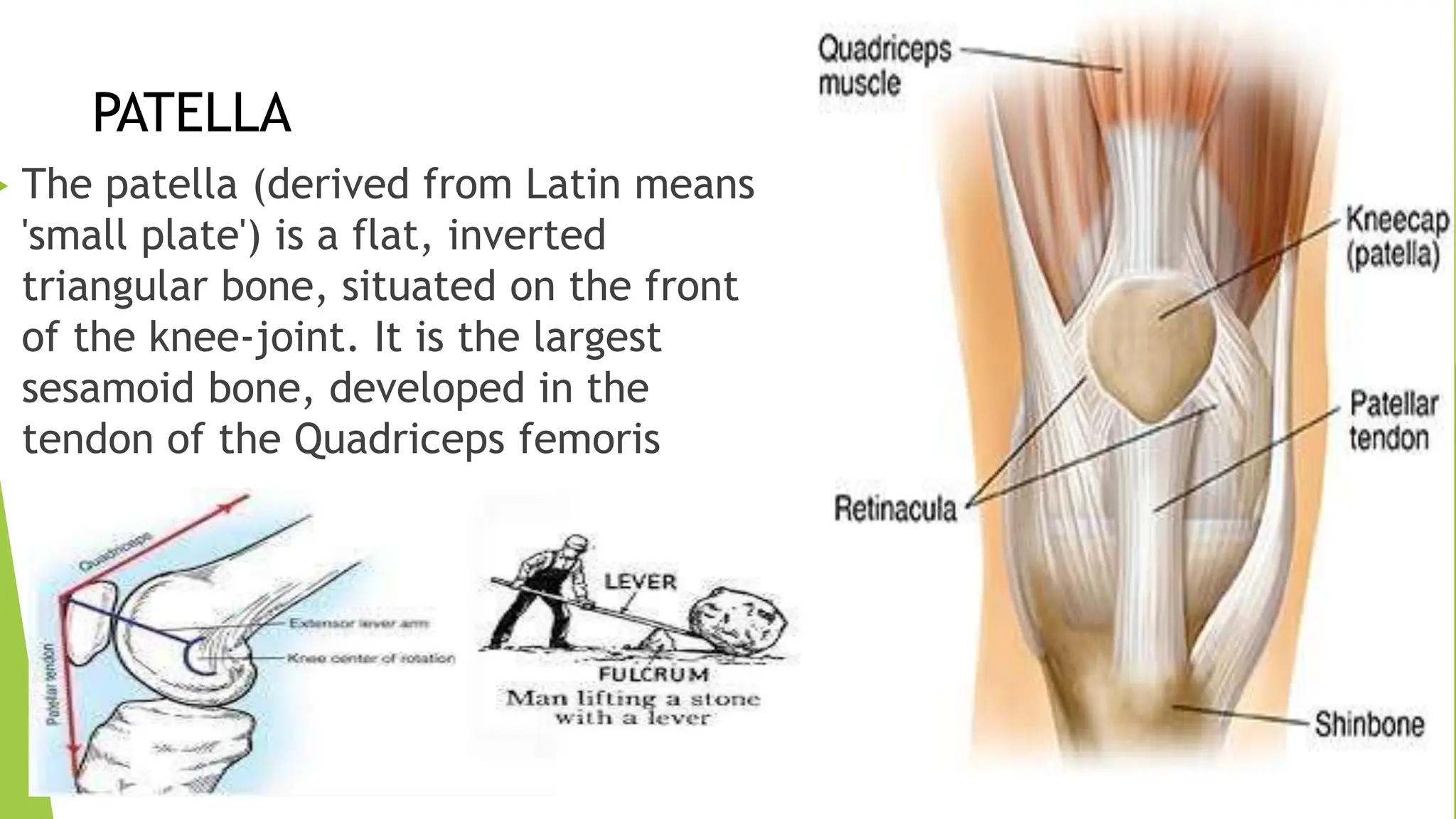 Mpfl Layers medial Patello femoral ligament (MPFL) Reconstruction | PPTX
