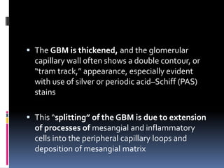  The GBM is thickened, and the glomerular
capillary wall often shows a double contour, or
“tram track,” appearance, especially evident
with use of silver or periodic acid–Schiff (PAS)
stains
 This “splitting” of the GBM is due to extension
of processes of mesangial and inflammatory
cells into the peripheral capillary loops and
deposition of mesangial matrix
 