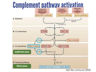Complement pathway activation
Nat Rev Immunol 2009
Amplification phase
Effector phase
 