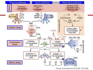 Kidney International (2016) 89, 278–288.
Classical	pathway Lectin pathway Alternative	pathway
 