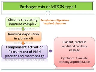 Pathogenesis of MPGN type I
 