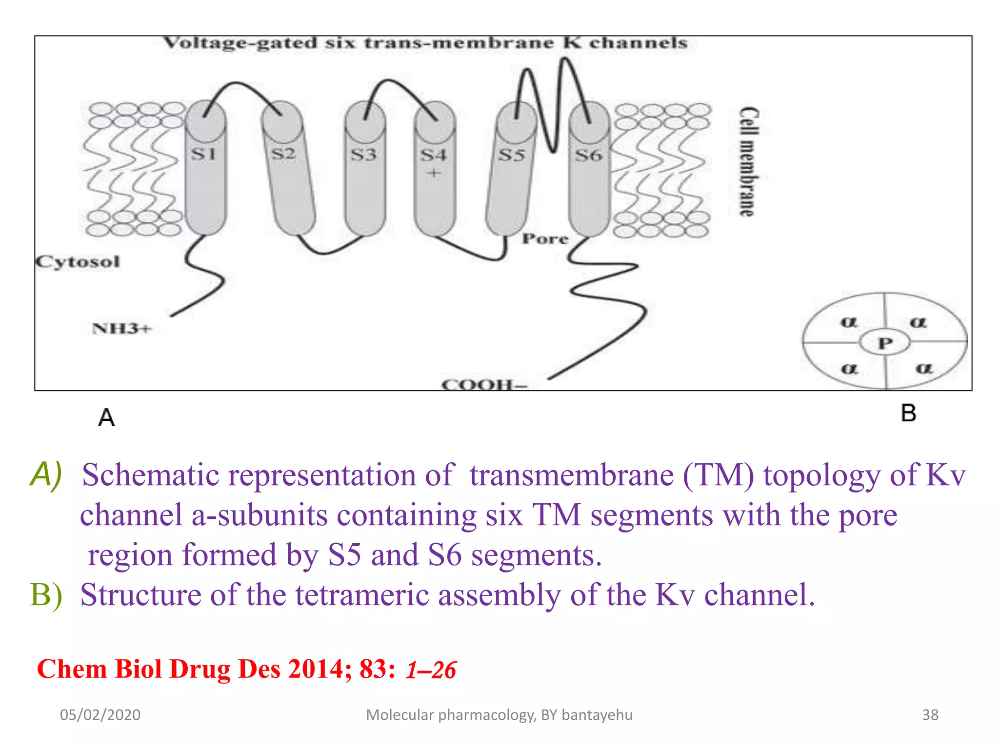 voltage gated ion channel | PPTX