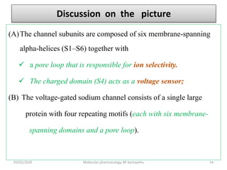 Discussion on the picture
(A)The channel subunits are composed of six membrane-spanning
alpha-helices (S1–S6) together with
 a pore loop that is responsible for ion selectivity.
 The charged domain (S4) acts as a voltage sensor;
(B) The voltage-gated sodium channel consists of a single large
protein with four repeating motifs (each with six membrane-
spanning domains and a pore loop).
05/02/2020 Molecular pharmacology, BY bantayehu 14
 