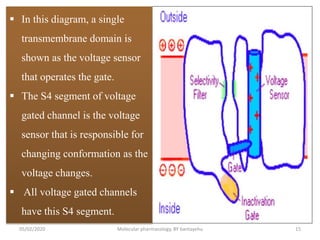  In this diagram, a single
transmembrane domain is
shown as the voltage sensor
that operates the gate.
 The S4 segment of voltage
gated channel is the voltage
sensor that is responsible for
changing conformation as the
voltage changes.
 All voltage gated channels
have this S4 segment.
05/02/2020 Molecular pharmacology, BY bantayehu 15
 