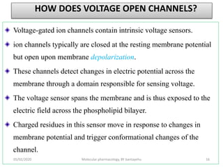 HOW DOES VOLTAGE OPEN CHANNELS?
Voltage-gated ion channels contain intrinsic voltage sensors.
ion channels typically are closed at the resting membrane potential
but open upon membrane depolarization.
These channels detect changes in electric potential across the
membrane through a domain responsible for sensing voltage.
The voltage sensor spans the membrane and is thus exposed to the
electric field across the phospholipid bilayer.
Charged residues in this sensor move in response to changes in
membrane potential and trigger conformational changes of the
channel.
05/02/2020 Molecular pharmacology, BY bantayehu 16
 