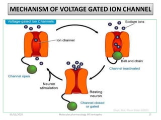MECHANISM OF VOLTAGE GATED ION CHANNEL
05/02/2020 Molecular pharmacology, BY bantayehu 17
 