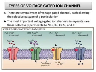 TYPES OF VOLTAGE GATED ION CHANNEL
 There are several types of voltage-gated channel, each allowing
the selective passage of a particular ion
 The most important voltage-gated ion channels in myocytes are
those selectively permeable to Na+, K+, Ca2+, and Cl
05/02/2020 Molecular pharmacology, BY bantayehu 19
 