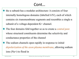 Cont…
the α subunit has a modular architecture: it consists of four
internally homologous domains (labelled I-IV), each of which
contains six transmembrane segments and resembles a single α
subunit of a voltage-dependent K+ channel.
The four domains fold together so as to create a central pore
whose structural constituents determine the selectivity and
conductance properties of the channel
The sodium channels open rapidly in response to initial
depolarization of the axon plasma membrane, allowing sodium
ions (Na+) to flood in
05/02/2020 Molecular pharmacology, BY bantayehu 24
 