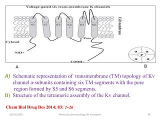 A) Schematic representation of transmembrane (TM) topology of Kv
channel a-subunits containing six TM segments with the pore
region formed by S5 and S6 segments.
B) Structure of the tetrameric assembly of the Kv channel.
Chem Biol Drug Des 2014; 83: 1–26
05/02/2020 Molecular pharmacology, BY bantayehu 38
 