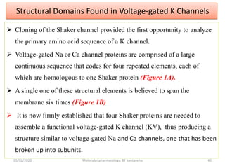 Structural Domains Found in Voltage-gated K Channels
 Cloning of the Shaker channel provided the first opportunity to analyze
the primary amino acid sequence of a K channel.
 Voltage-gated Na or Ca channel proteins are comprised of a large
continuous sequence that codes for four repeated elements, each of
which are homologous to one Shaker protein (Figure 1A).
 A single one of these structural elements is believed to span the
membrane six times (Figure 1B)
 It is now firmly established that four Shaker proteins are needed to
assemble a functional voltage-gated K channel (KV), thus producing a
structure similar to voltage-gated Na and Ca channels, one that has been
broken up into subunits.
05/02/2020 Molecular pharmacology, BY bantayehu 40
 
