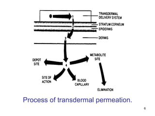 6 
Process of transdermal permeation. 
 