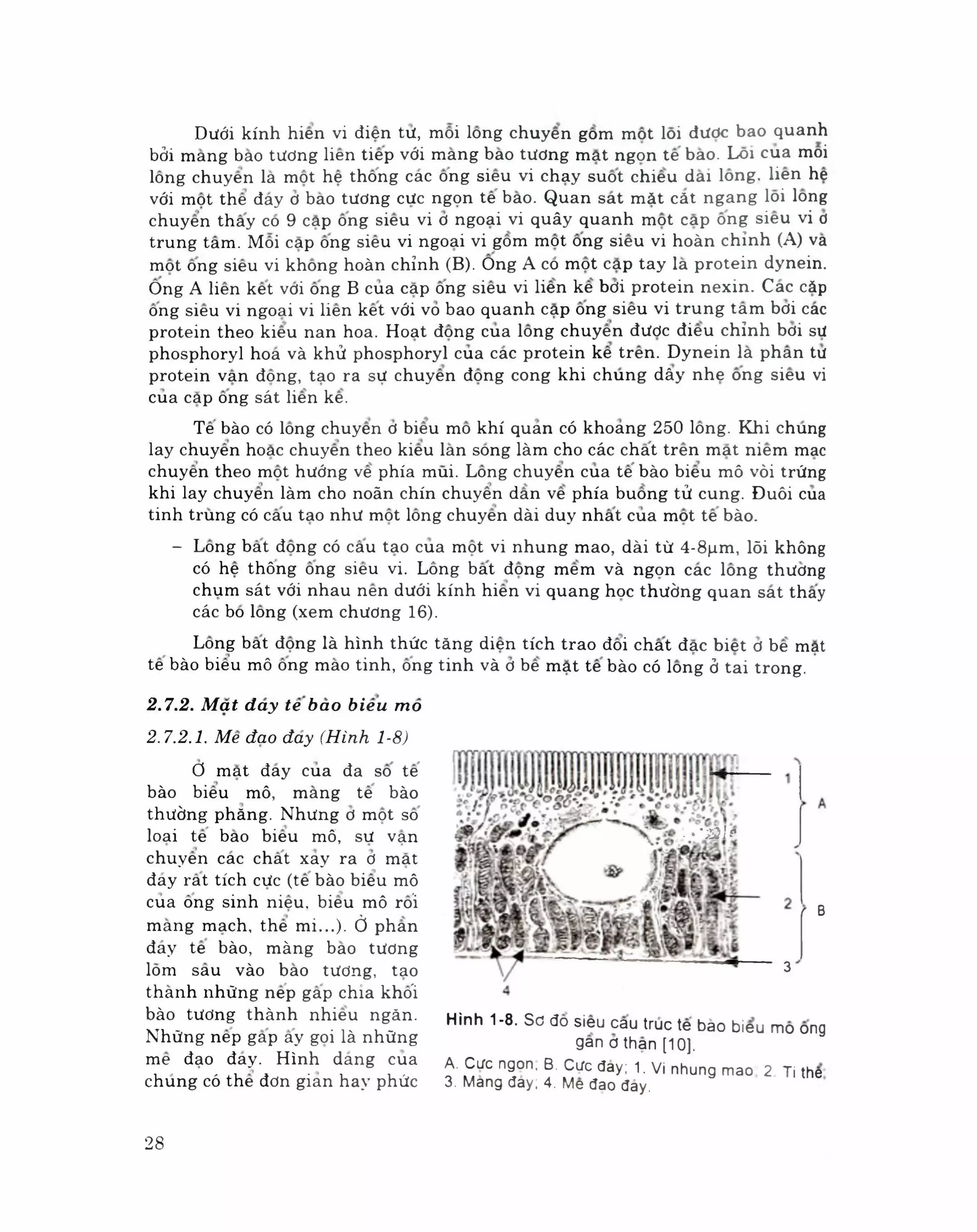 Mô phôi phần mô học byt | PDF