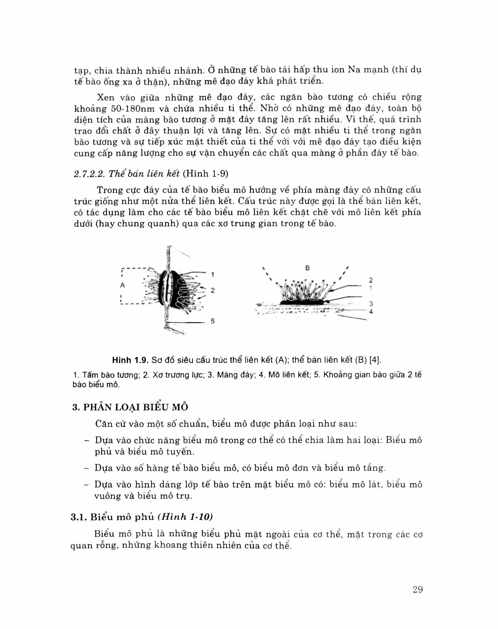 Mô phôi phần mô học byt | PDF